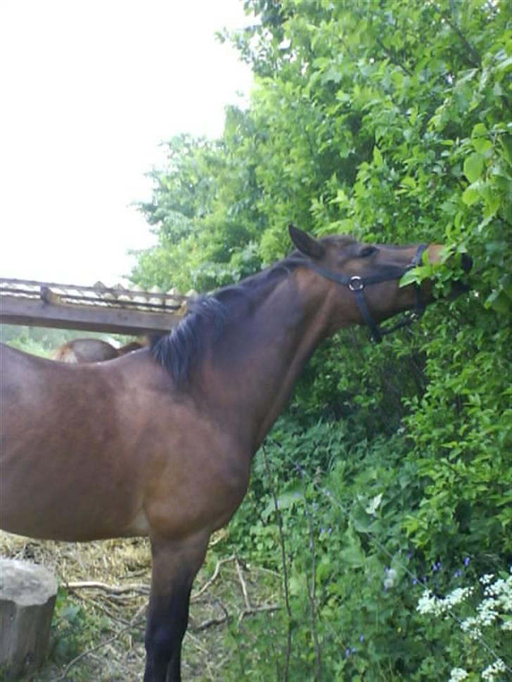 Connemara Chianti *Død* R.I.P - Velkommen til Chiantis profil. Læg gerne en bedømmelse+kommenatr. Så bliver vi glaaaade (; billede 1