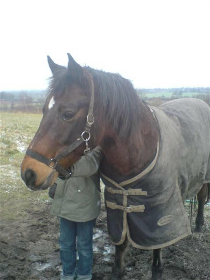 Connemara Chianti *Død* R.I.P billede 2