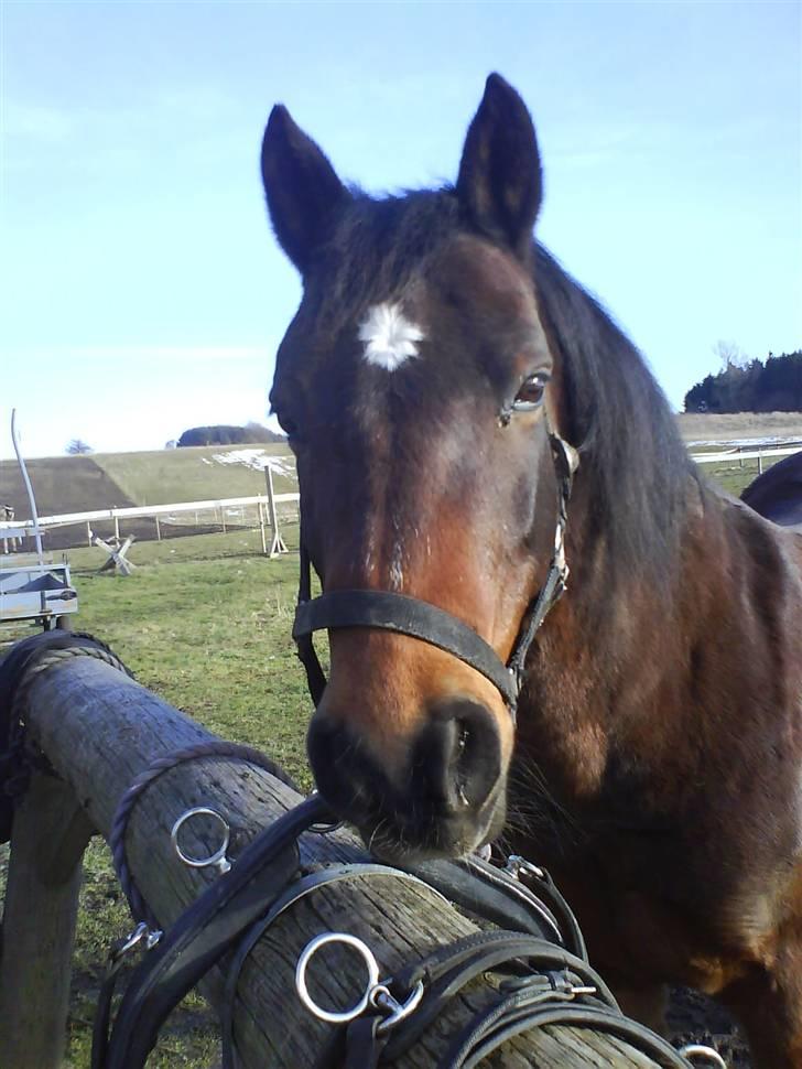 Connemara Chianti *Død* R.I.P billede 3