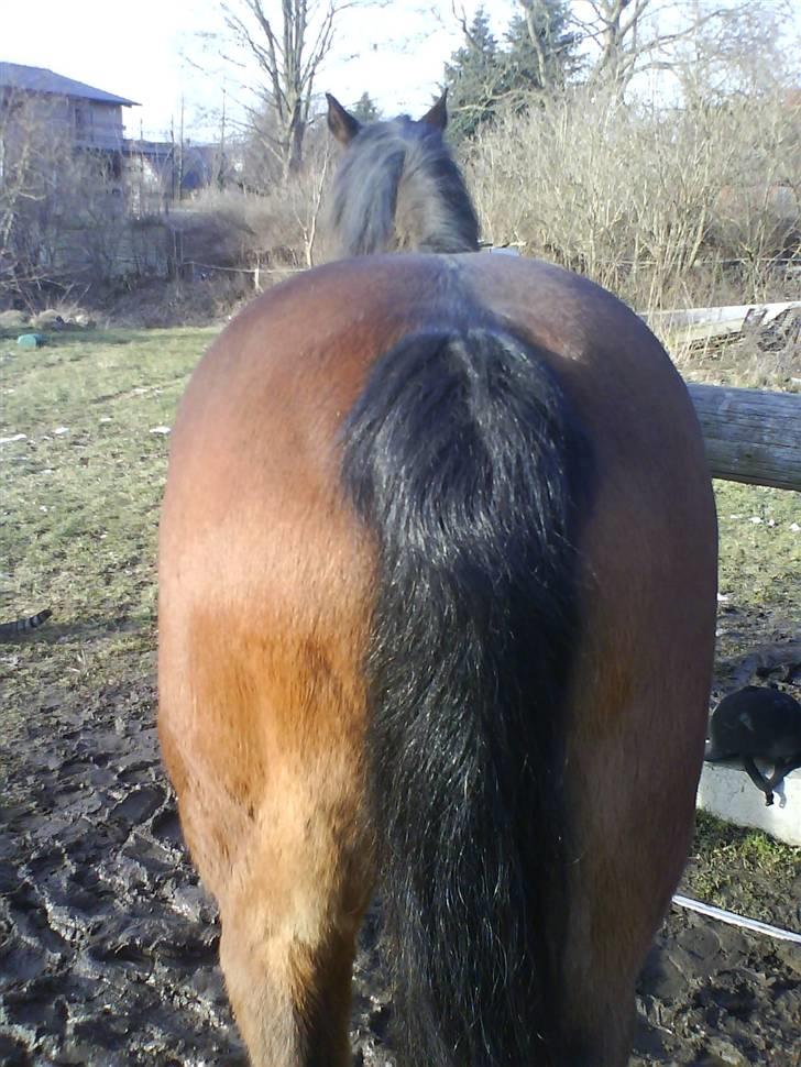 Connemara Chianti *Død* R.I.P - Røv? oO billede 4