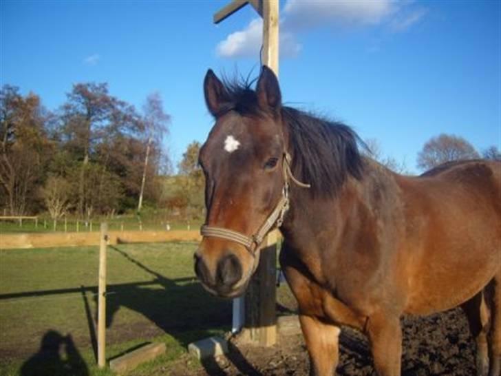 Connemara Chianti *Død* R.I.P billede 5