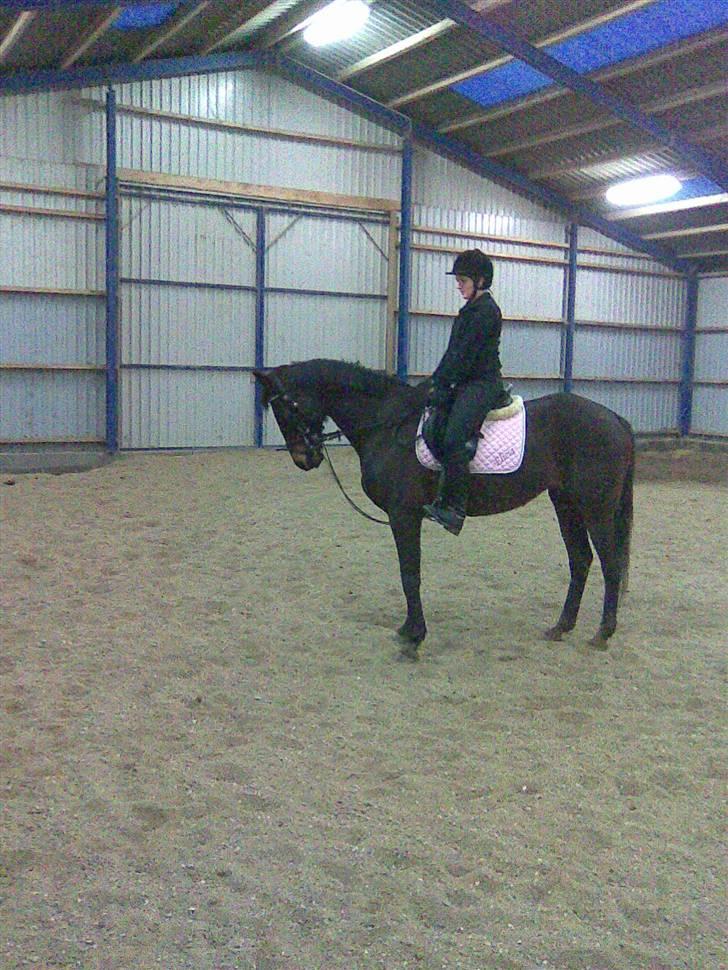 Anglo Araber (AA) Elicia <3 - solgt ! ;( billede 14