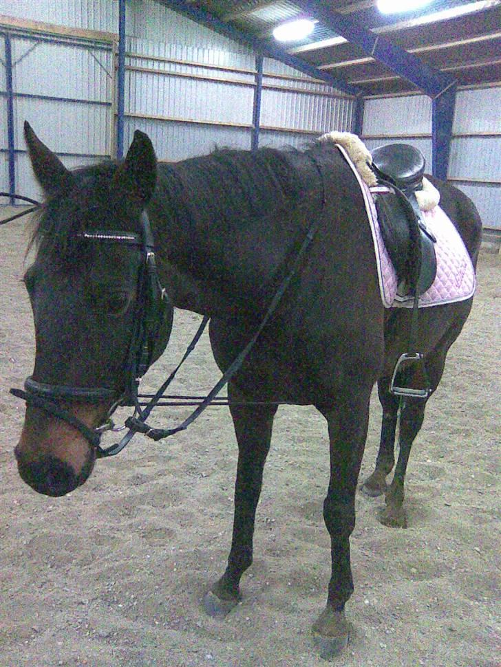 Anglo Araber (AA) Elicia <3 - solgt ! ;( billede 16