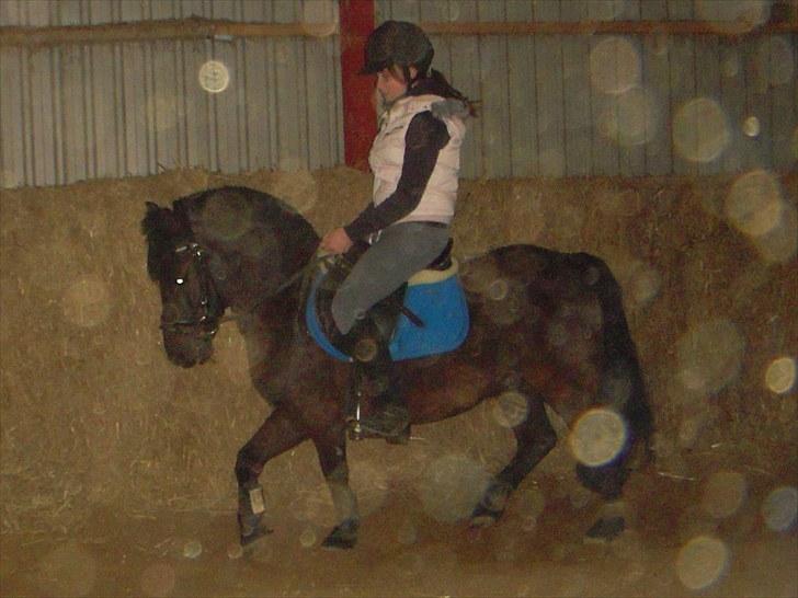 Welsh Mountain (sec A) Tarzan  - Et billed af Tarzan sidste sommer<333 | foto miq eller Tina<3 billede 15