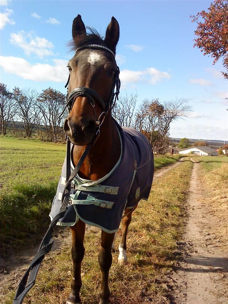 Hollandsk Sportspony Jorny  R.I.P  :'( billede 1