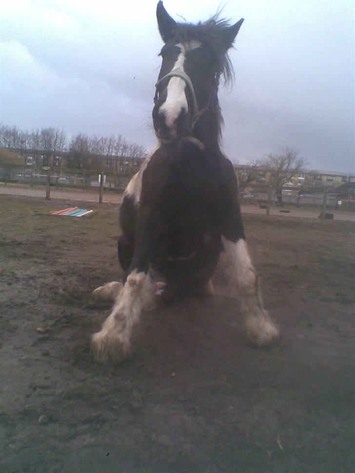 Irish Cob Jensen<3 *Passer*  billede 2