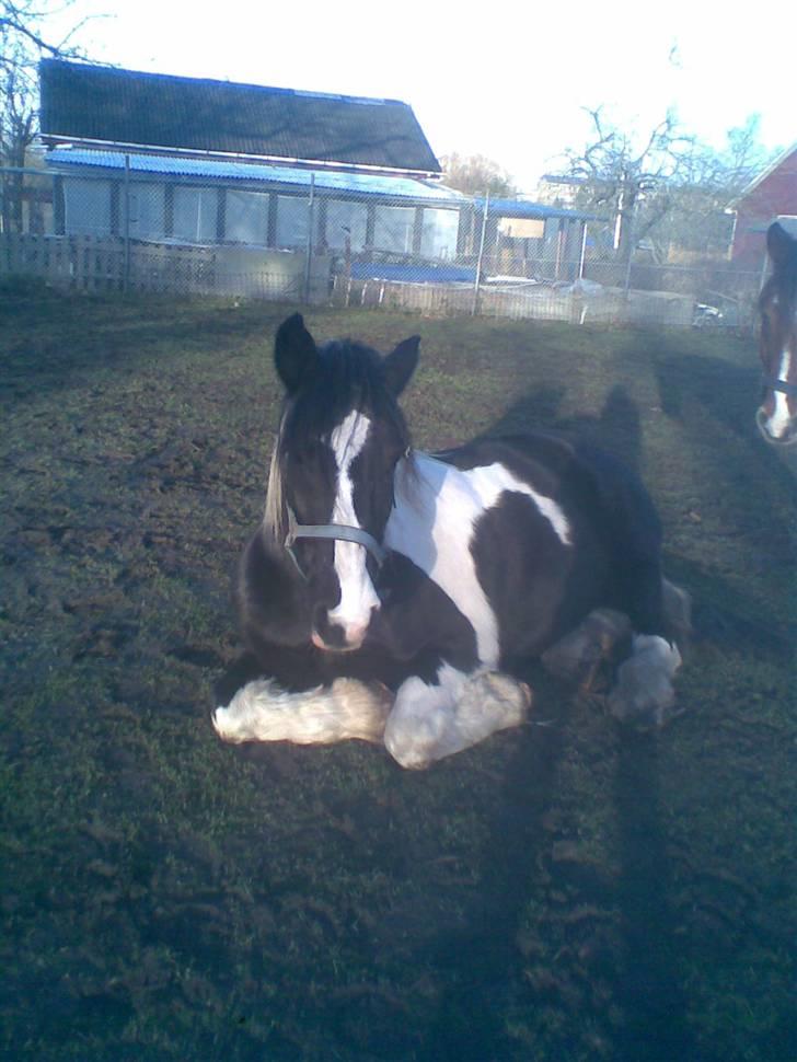 Irish Cob Jensen<3 *Passer*  billede 3
