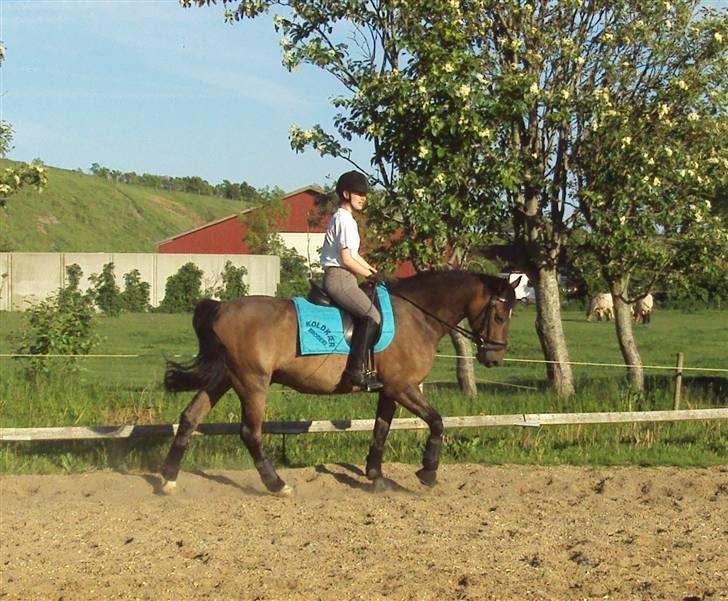 Hollandsk Sportspony Jorny  R.I.P  :'( billede 2