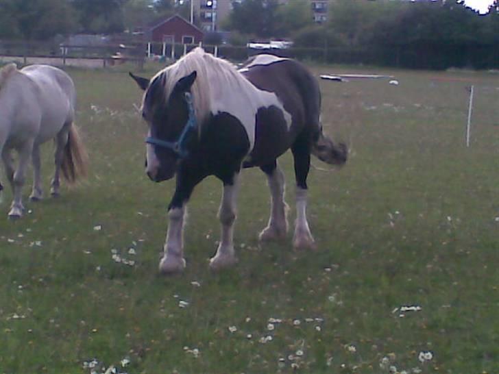 Irish Cob Jensen<3 *Passer*  billede 4