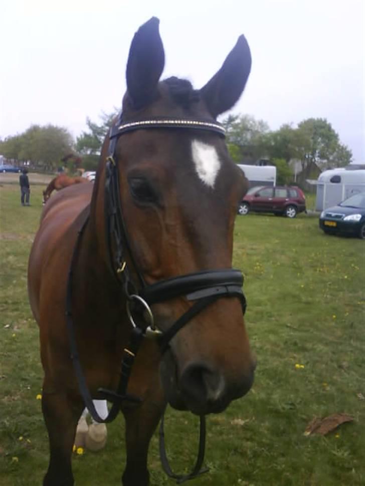 Hollandsk Sportspony Jorny  R.I.P  :'( billede 3