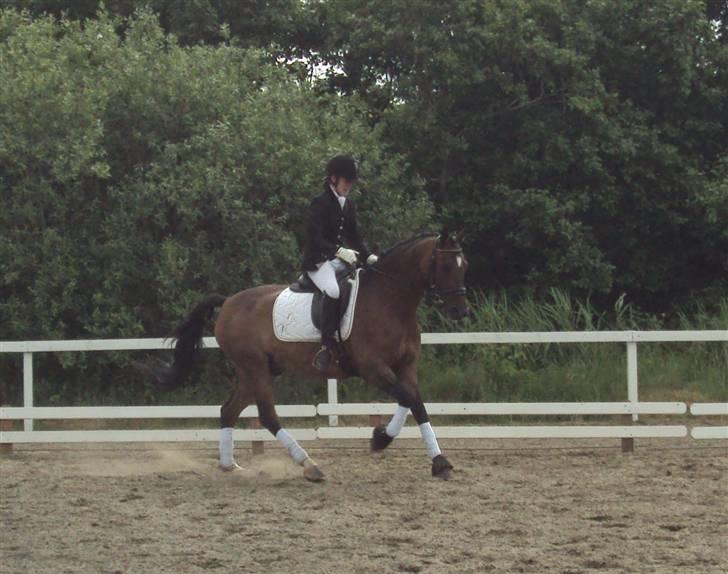 Hollandsk Sportspony Jorny  R.I.P  :'( billede 4