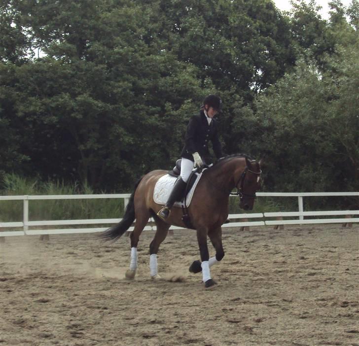 Hollandsk Sportspony Jorny  R.I.P  :'( billede 5