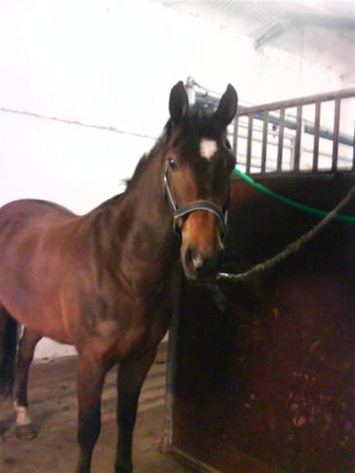 Hollandsk Sportspony Jorny  R.I.P  :'( billede 6