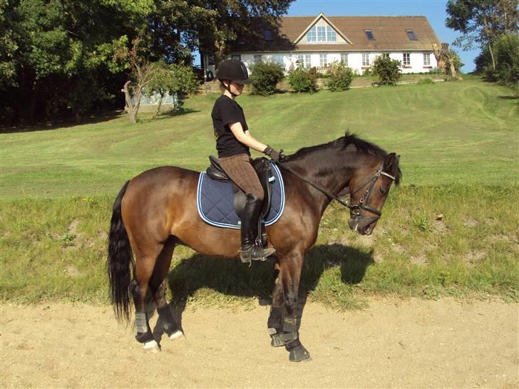 Hollandsk Sportspony Jorny  R.I.P  :'( billede 7