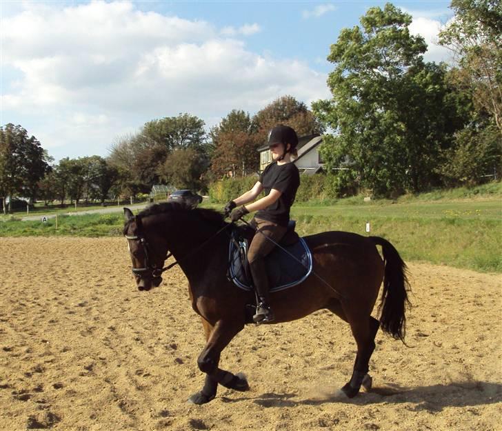 Hollandsk Sportspony Jorny  R.I.P  :'( billede 9