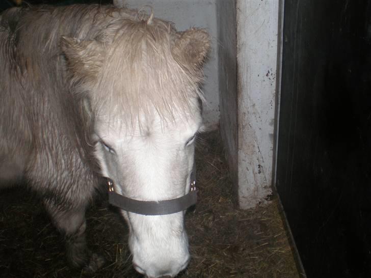 Anden særlig race Safir (SOLGT) - Jeg trænger til at blive vasket. :P billede 2