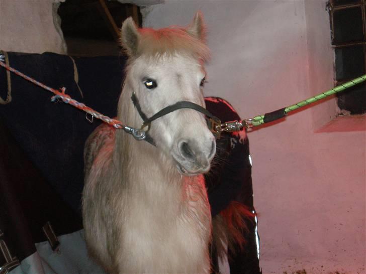 Anden særlig race Safir (SOLGT) billede 3