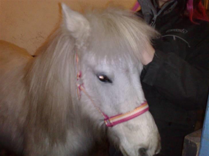 Anden særlig race Safir (SOLGT) billede 4