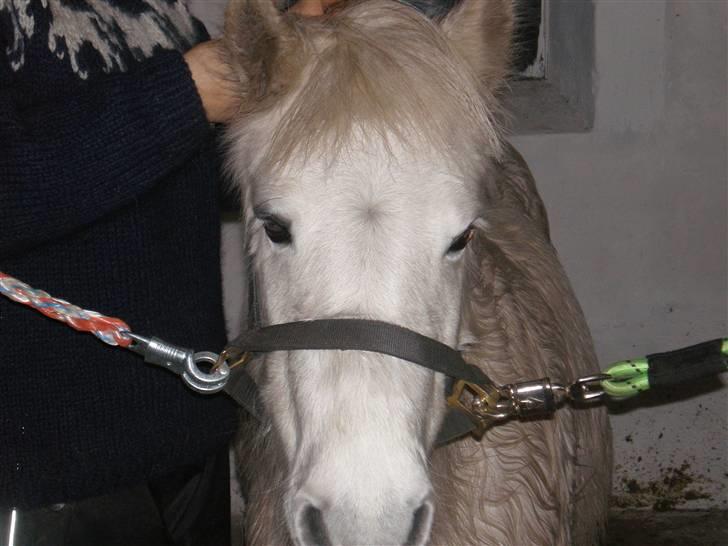 Anden særlig race Safir (SOLGT) billede 5