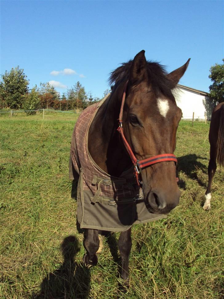 Hollandsk Sportspony Jorny  R.I.P  :'( billede 11