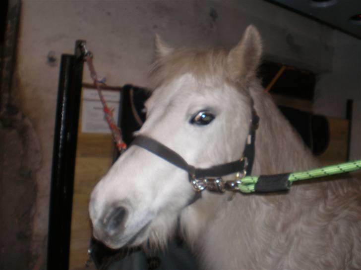 Anden særlig race Safir (SOLGT) billede 6