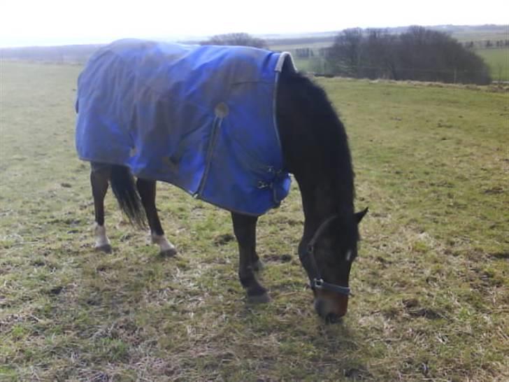 Hollandsk Sportspony Jorny  R.I.P  :'( billede 12