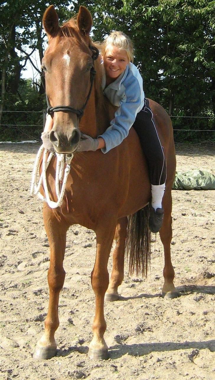 Dansk Varmblod Manja billede 6