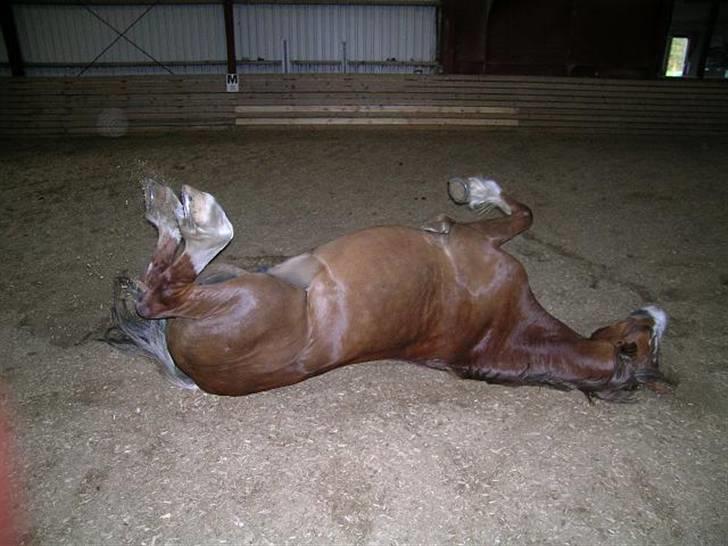 Welsh Cob (sec D) felix (Himmelhest) billede 8