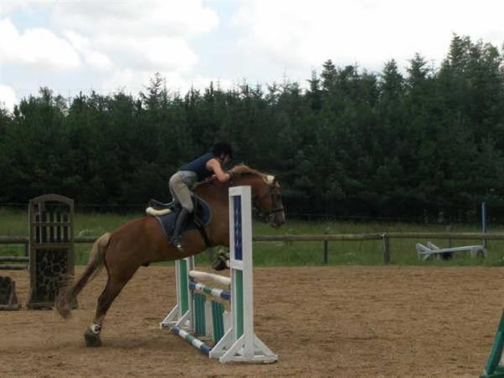 Welsh Cob (sec D) felix (Himmelhest) billede 10