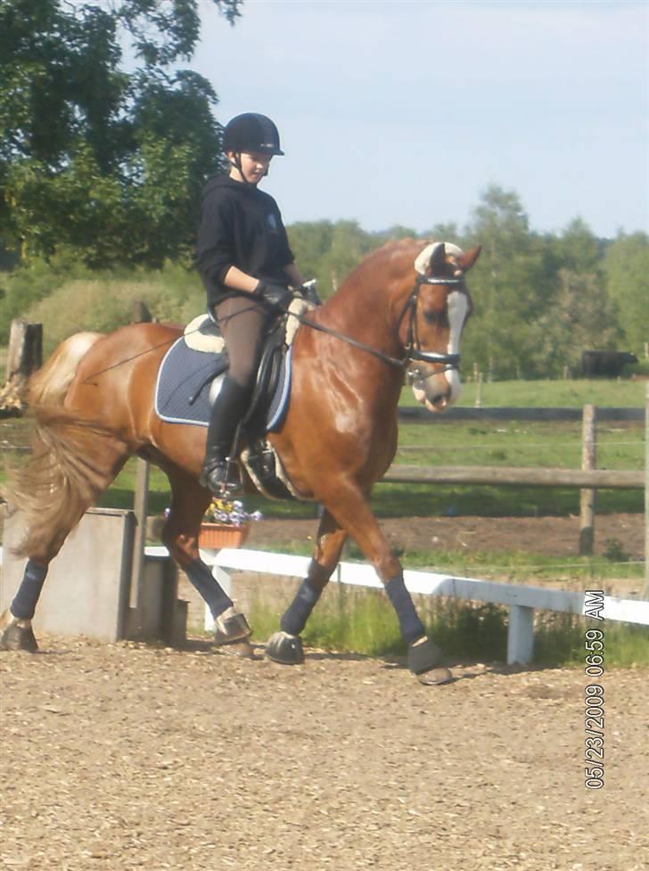 Welsh Cob (sec D) felix (Himmelhest) billede 14