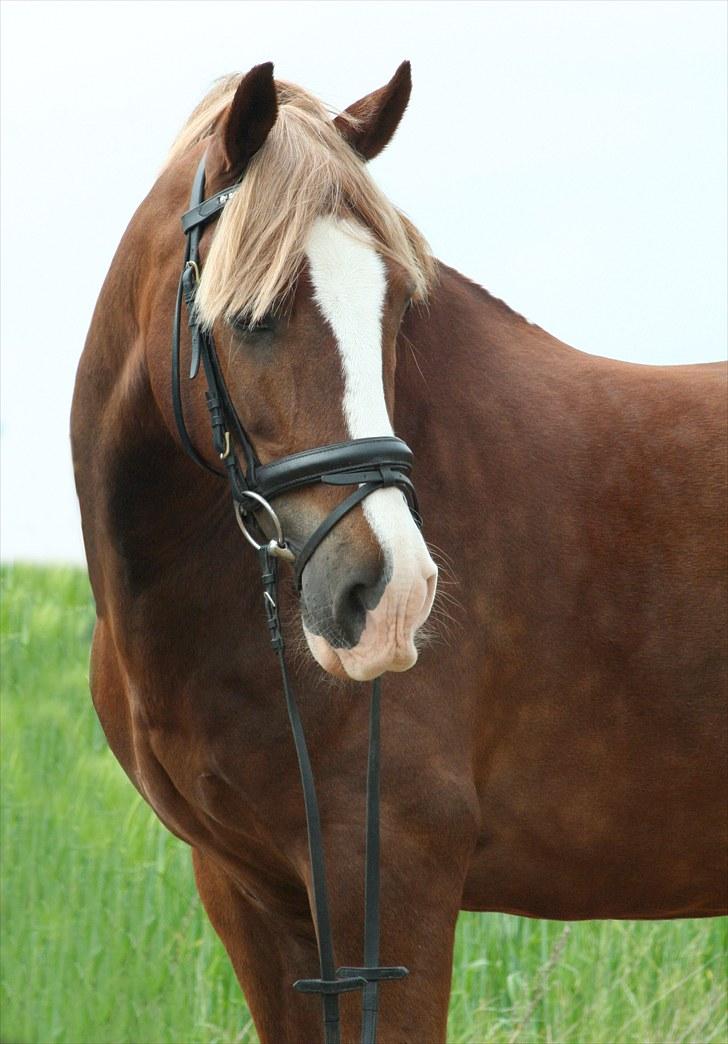 Welsh Cob (sec D) felix (Himmelhest) - salgsbillede 2010. Foto: line beth billede 18