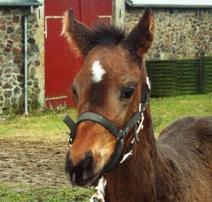 Fuldblod (XX) Orange Match - Hendes Kønne hovede... nåhh billede 4