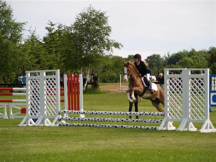 Anden særlig race amadeus - mit første stævne på ham :)  han er så sød  billede 2