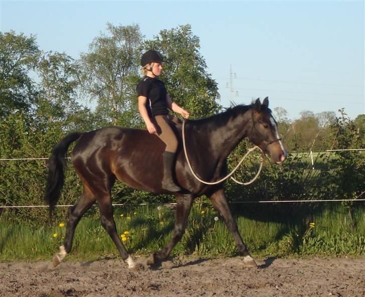 Dansk Varmblod Giza - d. 12 maj 2009, første gang i rebgrimen :)  billede 10