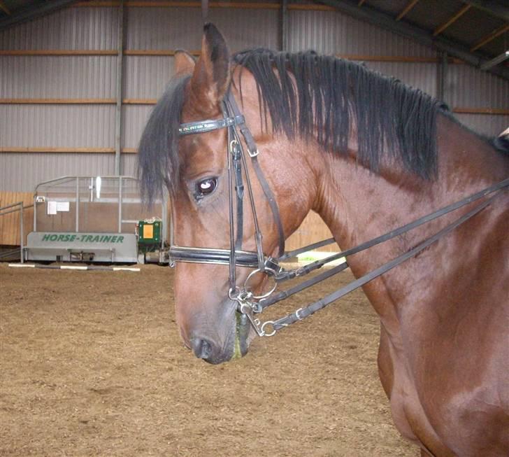 Dansk Varmblod Lori - Min hest  - Min smukke stjerne :) billede 17