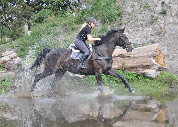 Dansk Varmblod Giza - anden gang jeg rider hende, første gang hjemme ved mig, taget d. 25 febuar 09 billede 11