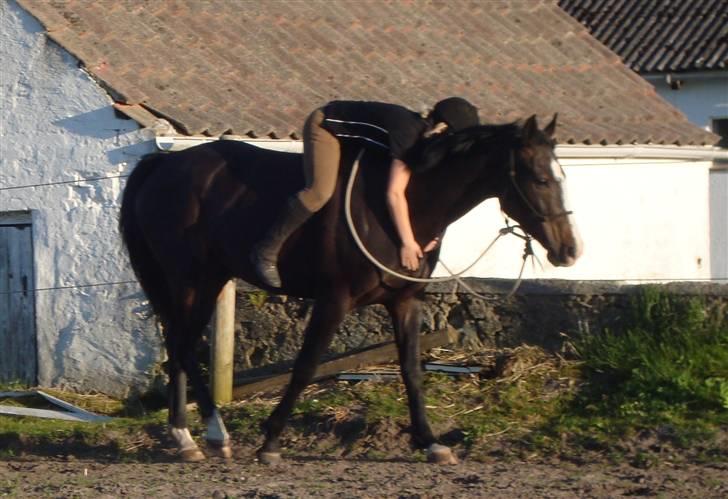 Dansk Varmblod Giza - første gang i rebgrimen d. 12 maj 09. Hvor jeg dog elsker den hest!   billede 12