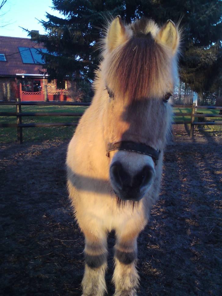 Fjordhest Buller <33 R.I.P. <33  billede 20