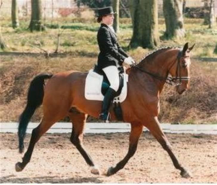Dansk Varmblod Renalto - Parken Mb en kæmpe oplevelse billede 1