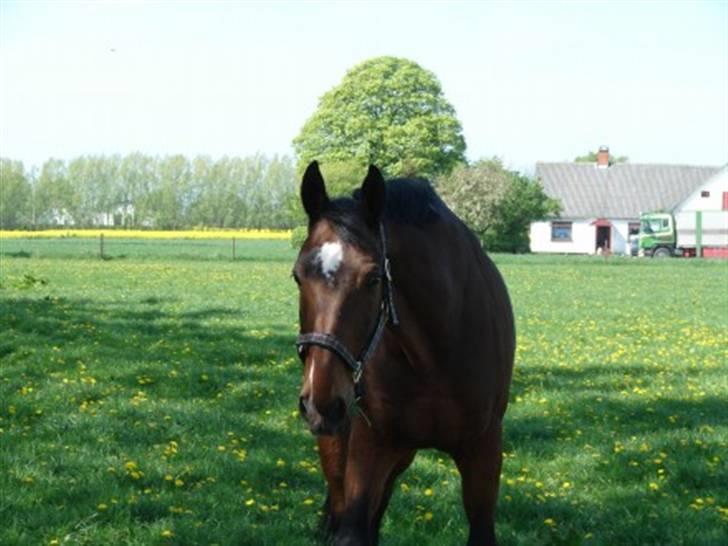 Dansk Varmblod Renalto - renalto nyder sit otium på folden billede 2
