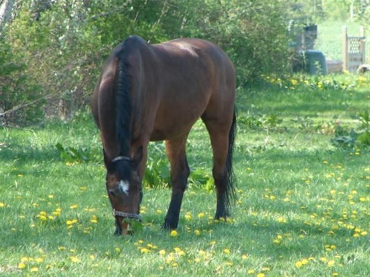 Dansk Varmblod Renalto billede 3