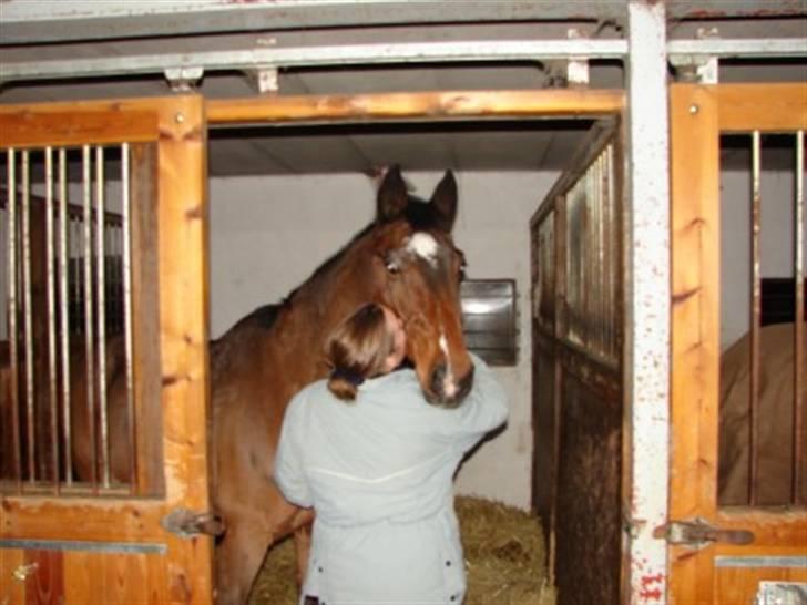 Dansk Varmblod Renalto - elsker kys, det er ikke selv kysset, nej det er lyden billede 4