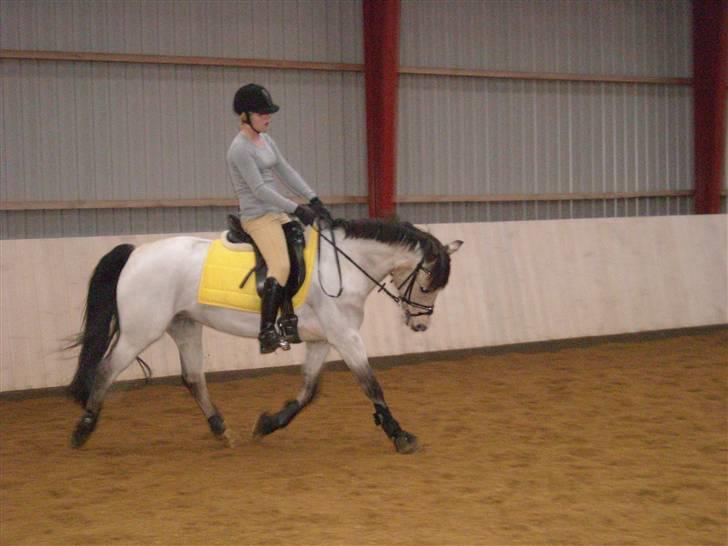 DSP Blanke - Solgt - vores daglige træning d.25 feb 09 billede 14