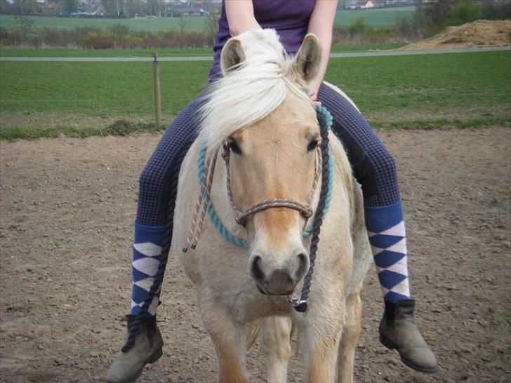 Fjordhest Solhøjgårds Amanda - éfter en lang trænings Horsemanship ;D *dejlig som altid* billede 3