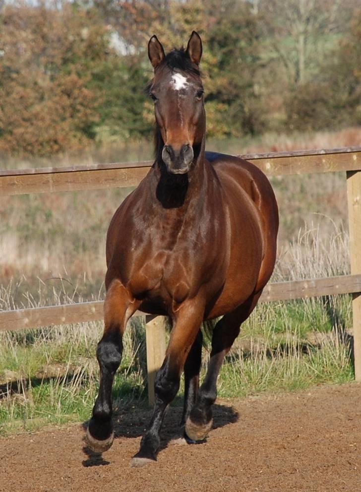 Dansk Varmblod Swalineur Moesgaard - Smukke Swalineur :-) billede 1