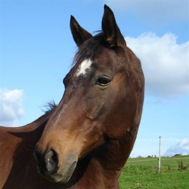 Dansk Varmblod Swalineur Moesgaard billede 2