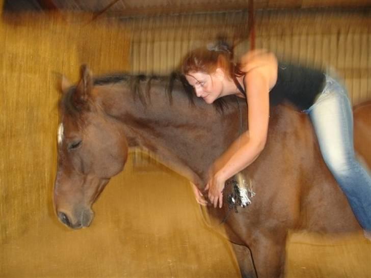 Dansk Varmblod Swalineur Moesgaard - Efter første korte træning fra ryggen med cordeo billede 3