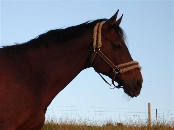 Dansk Varmblod Swalineur Moesgaard - Swali, da jeg lige havde overtaget ham... Et nyt liv åbner sig.. billede 4
