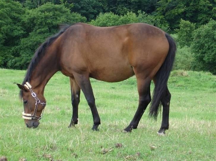Dansk Varmblod Swalineur Moesgaard - Swali på sommergræs 2008 billede 5