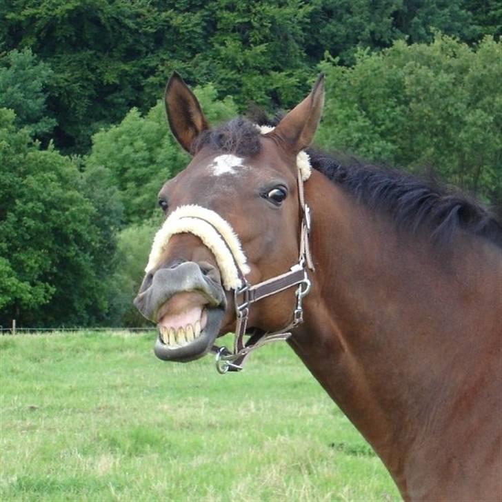 Dansk Varmblod Swalineur Moesgaard - Noget dufter DEJLIGT! ;-) billede 6